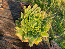 Load image into Gallery viewer, Aeonium &#39;Emerald Ice&#39; flower
