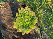 Load image into Gallery viewer, Aeonium &#39;Emerald Ice&#39; green flower
