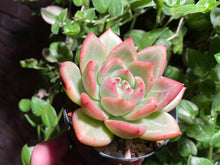 Load image into Gallery viewer, Echeveria Champagne (rooted with pot) | 香槟 (已服盆)
