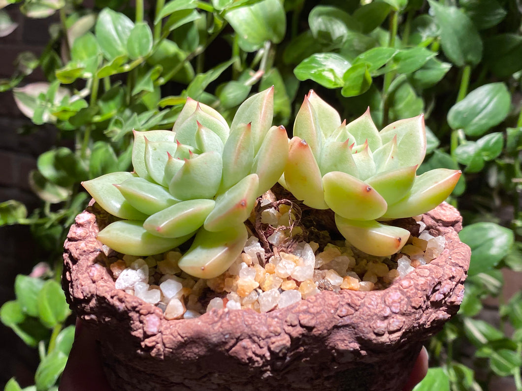 Echeveria Moonlight - Two heads (rooted with pot) | 双头月光 (已服盆)