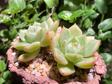 Load image into Gallery viewer, Echeveria Moonlight - Two heads (rooted with pot) | 双头月光 (已服盆)
