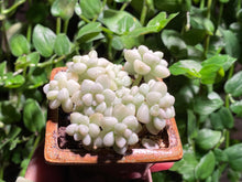 Load image into Gallery viewer, Graptopetalum Mendozae Variegata (rooted with pot) | 丸叶姬秋丽锦 (已服盆)
