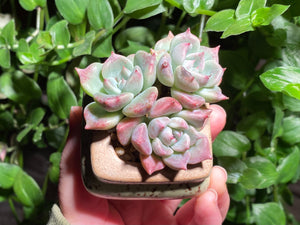 Echeveria 'sugared' (rooted with pot) | 白砂糖/蜜糖 (已服盆)