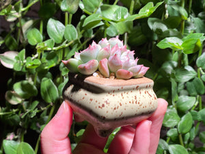 Echeveria 'sugared' (rooted with pot) | 白砂糖/蜜糖 (已服盆)
