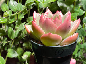 Echeveria Champagne (rooted with pot) | 香槟 (已服盆)