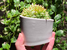 Load image into Gallery viewer, Echeveria agavoides f. cristata (rooted with pot) | 虎鲸缀化 (已服盆)
