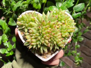 Echeveria agavoides f. cristata (rooted with pot) | 虎鲸缀化 (已服盆)