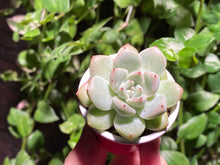 Load image into Gallery viewer, Echeveria mexensis Zaragosa hyb. (rooted with pot) | 爪杂 (已服盆)
