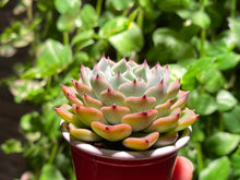 Load image into Gallery viewer, Echeveria Sarahime hyb. (rooted with pot) | 莎罗姬牡丹杂 (已服盆)
