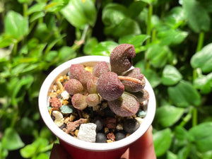 Adromischus marianae sp. (Red Bean) (rooted with pot) | 红豆 (已服盆)