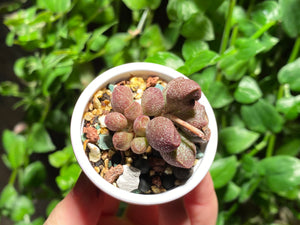 Adromischus marianae sp. (Red Bean) (rooted with pot) | 红豆 (已服盆)