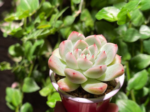 Echeveria mexensis Zaragosa hyb. (rooted with pot) | 爪杂 (已服盆)
