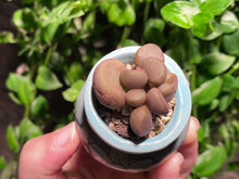 Load image into Gallery viewer, Adromischus marianiae &#39;Little Spheroid&#39; (rooted with pot) | 灵石/宇玉殿 (已服盆)
