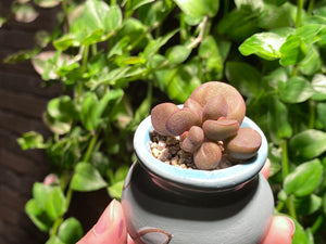 Adromischus marianiae 'Little Spheroid' (rooted with pot) | 灵石/宇玉殿 (已服盆)