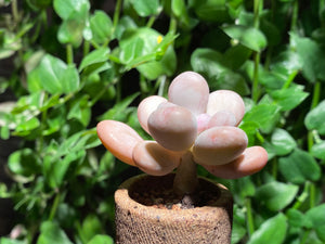 Pachyphytum spp (rooted with pot) | 某美人 (已服盆)
