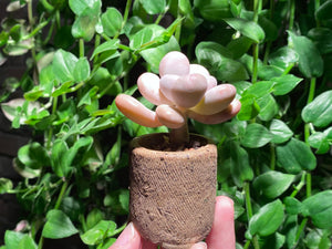 Pachyphytum spp (rooted with pot) | 某美人 (已服盆)