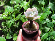 Load image into Gallery viewer, Echeveria Lovely Rose (rooted with pot) | 可爱玫瑰 (已服盆)

