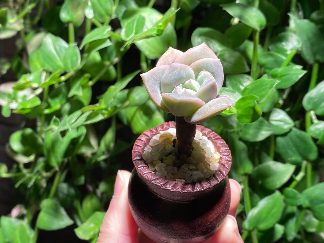 Echeveria Lovely Rose (rooted with pot) | 可爱玫瑰 (已服盆)