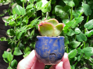 Graptoveria spp. (Iced Rose) (rooted with pot) | 冰玫瑰 (已服盆)