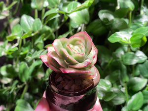 Graptoveria spp. (Iced Rose) (rooted with pot) | 冰玫瑰 (已服盆)
