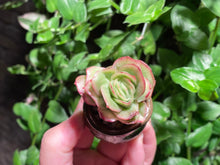 Load image into Gallery viewer, Graptoveria spp. (Iced Rose) (rooted with pot) | 冰玫瑰 (已服盆)
