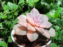 Load image into Gallery viewer, Variegated Graptopetalum pentandrum ssp. superbum (rooted with pot) | 华丽风车锦 (已服盆)
