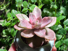 Load image into Gallery viewer, Graptopetalum bainesii f. variegata (rooted with pot) | 银色风车 (已服盆)
