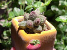 Load image into Gallery viewer, Adromischus marianae sp. (Green) (rooted with pot) | 大疣翠绿石 (已服盆)
