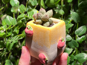 Adromischus marianae sp. (Green) (rooted with pot) | 大疣翠绿石 (已服盆)