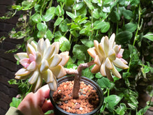 Load image into Gallery viewer, 【Pickup ONLY】Graptosedum &#39;Francesco Baldi&#39; (rooted with pot) | 秋丽 (已服盆)
