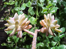Load image into Gallery viewer, 【Pickup ONLY】Graptosedum &#39;Francesco Baldi&#39; (rooted with pot) | 秋丽 (已服盆)
