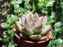 Load image into Gallery viewer, Echeveria Ebony (rooted with pot) | 乌木 (已服盆)
