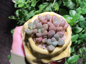 Graptoveria 'Avant-garde' (rooted with pot) | 先锋派 (已服盆)