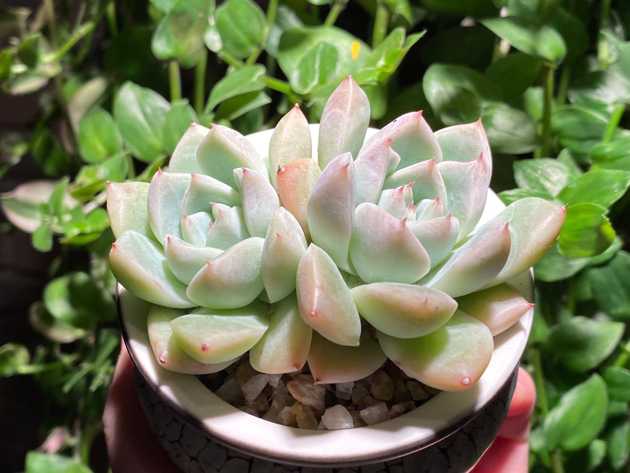 iceberg succulent Echeveria Iceberg (rooted with pot)