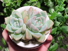 Load image into Gallery viewer, Echeveria Iceberg (rooted with pot) | 冰山 (已服盆)
