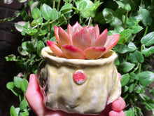 Load image into Gallery viewer, Echeveria Champagne (rooted with pot) | 香槟 (已服盆)
