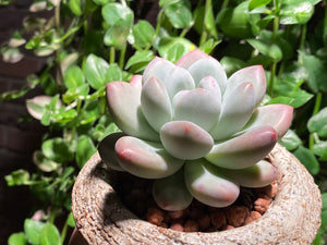 Pachyphytum cv Frevel (rooted with pot) | 新香水 (已服盆)