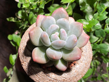 Load image into Gallery viewer, Pachyphytum cv Frevel (rooted with pot) | 新香水 (已服盆)
