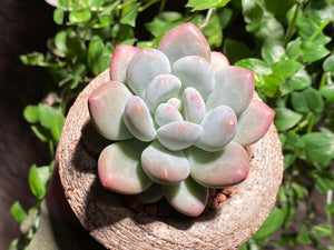 Pachyphytum cv Frevel (rooted with pot) | 新香水 (已服盆)