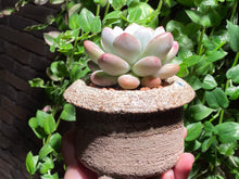 Load image into Gallery viewer, Pachyphytum cv Frevel (rooted with pot) | 新香水 (已服盆)
