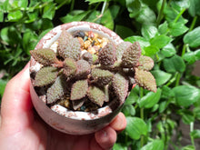 Load image into Gallery viewer, Adromischus marianae sp. (Avocado) (rooted with pot) | 奶油果 (已服盆)
