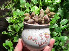 Load image into Gallery viewer, Adromischus marianae sp. (Avocado) (rooted with pot) | 奶油果 (已服盆)
