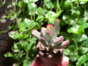 Cotyledon orbiculata cv variegata (long leaf) (rooted with pot) | 棒叶福娘锦 (已服盆)