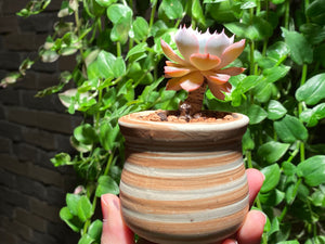 Echeveria peacockii 'Desmetiana' (rooted with pot) | 蓝石莲 (已服盆)