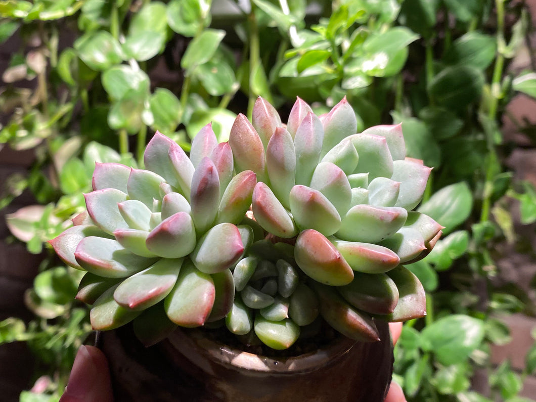 Echeveria spp. (Bright) (rooted with pot) | 璀璨 (已服盆)