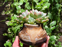 Load image into Gallery viewer, Echeveria spp. (Bright) (rooted with pot) | 璀璨 (已服盆)
