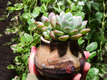 Load image into Gallery viewer, Echeveria spp. (Bright) (rooted with pot) | 璀璨 (已服盆)
