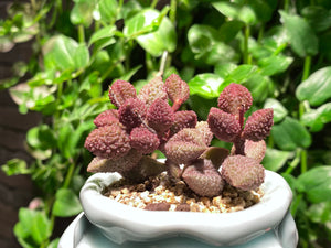 Adromischus marianae sp. (Avocado) (rooted with pot) | 奶油果 (已服盆)
