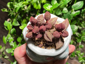 Adromischus marianae sp. (Avocado) (rooted with pot) | 奶油果 (已服盆)