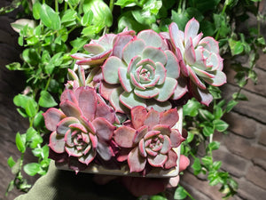 Echeveria Laurensis (rooted with pot) | 劳伦斯 (已服盆)